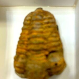 Rustic Brown Habitat Rock